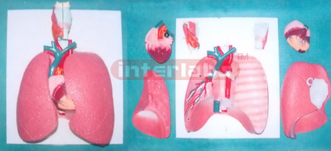 36x20x9 cm NATURAL LUNG MODEL, CONTAINS LARYNX, LUNGS, TUBES, HEART (7PCS)